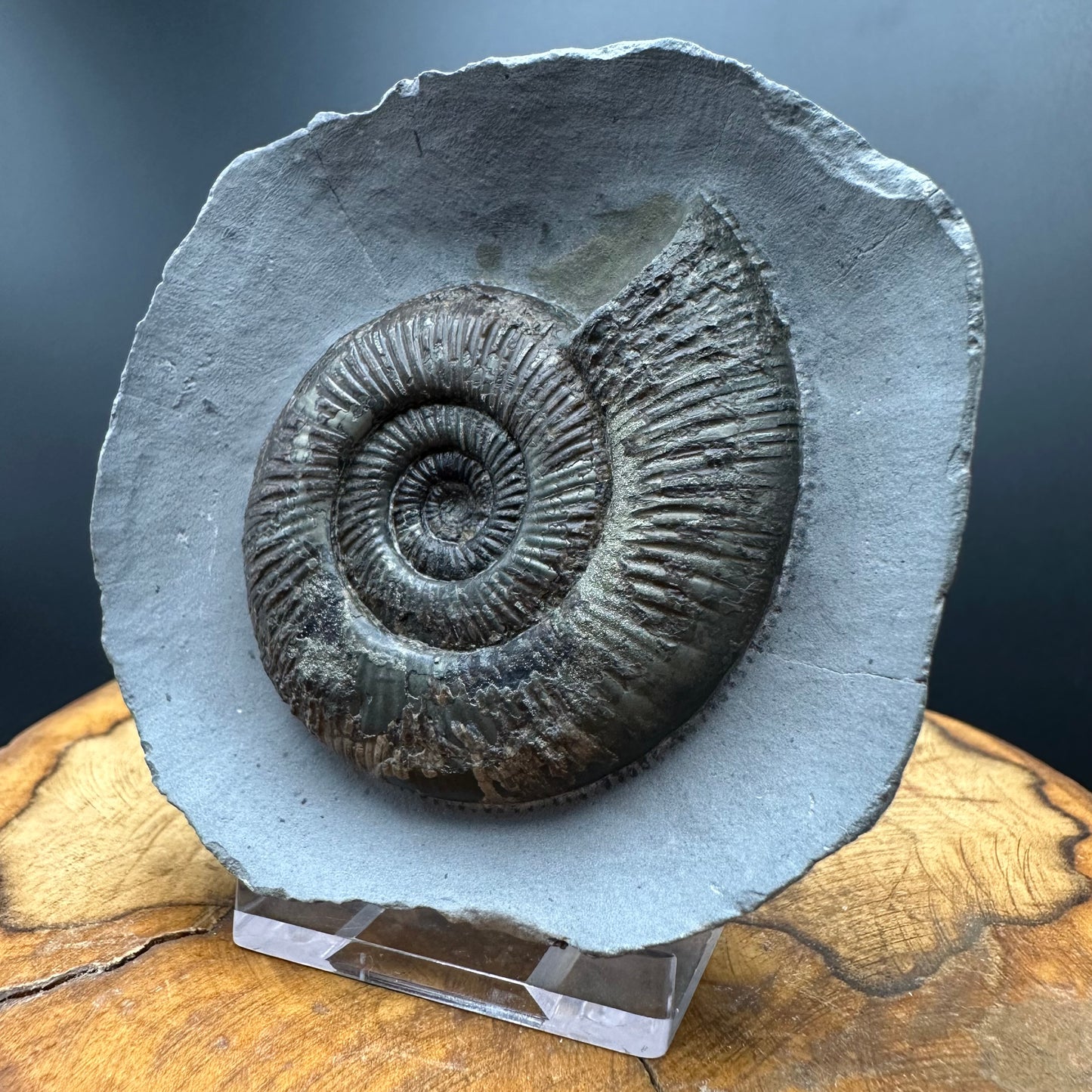 Dactylioceras semicelatum Ammonite fossil with stand - Whitby, North Yorkshire Jurassic Coast Yorkshire Fossils
