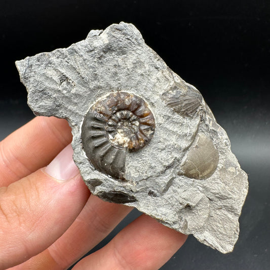 Amaltheus subnodosus Ammonite fossil with box and stand - Whitby, North Yorkshire Jurassic Coast Yorkshire Fossils