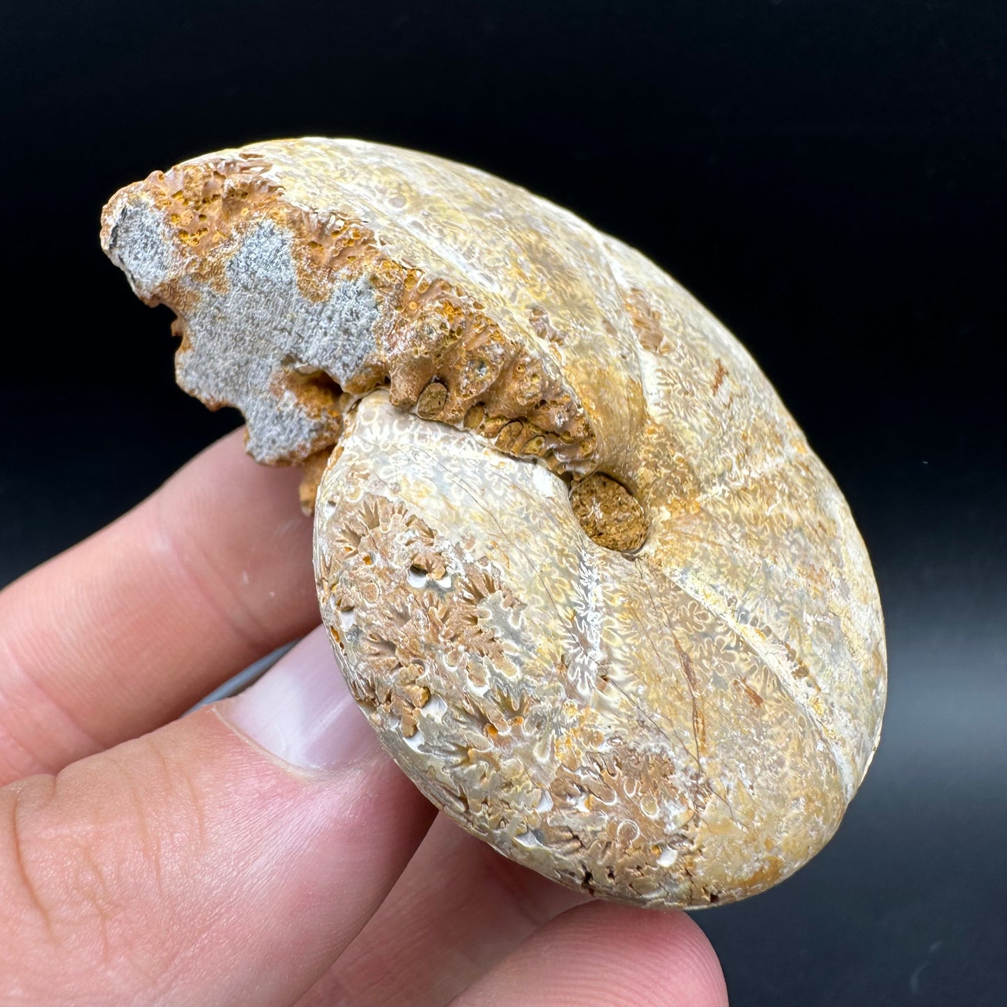 Phylloceras Ammonite Fossil With Box And Stand - Cretaceous Ammonite Madagascar