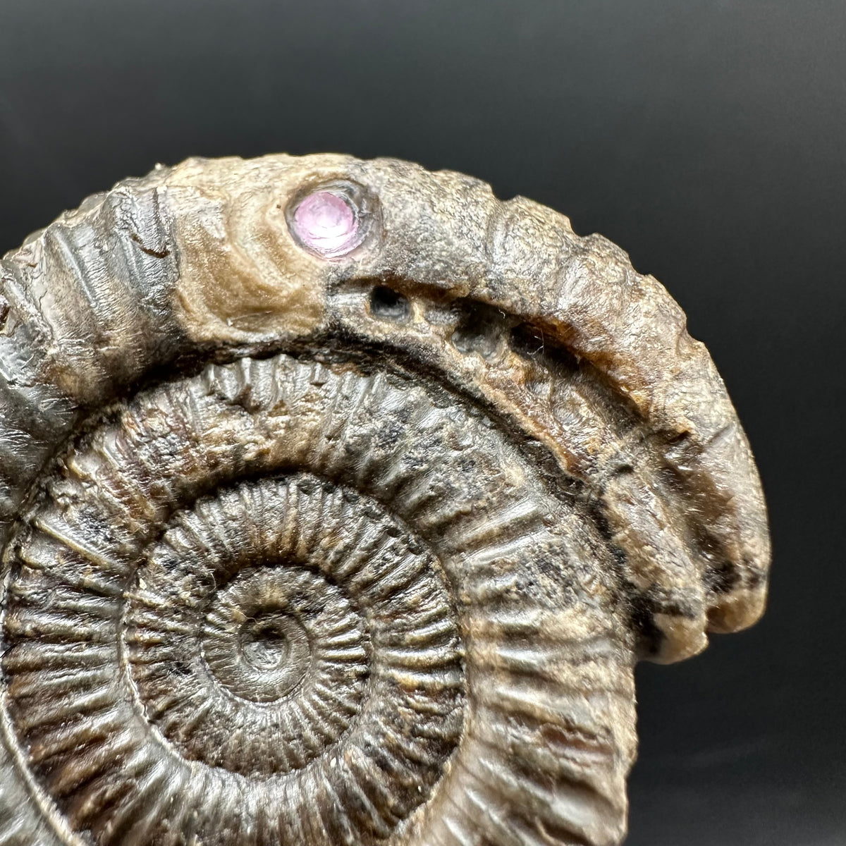 Snakestone Ammonite Fossil With Bag/Box And Stand - Whitby, North Yorkshire Jurassic Coast Yorkshire Fossils