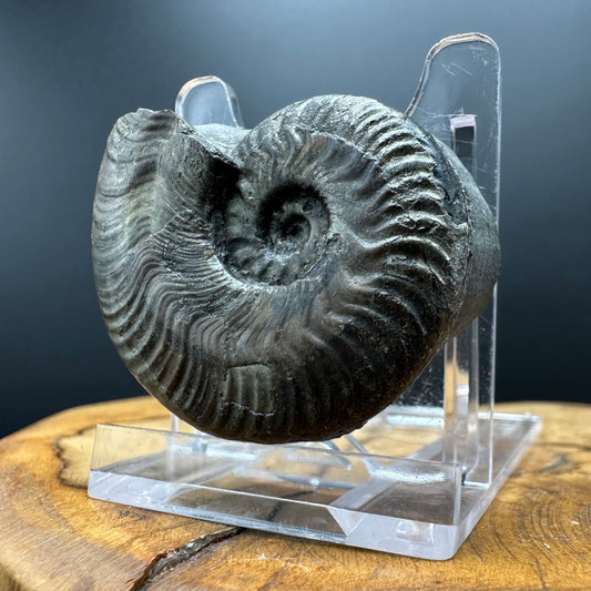 Golden Harpoceras Sp. Ammonite fossil with box and stand - Whitby, North Yorkshire Jurassic Coast Yorkshire Fossils
