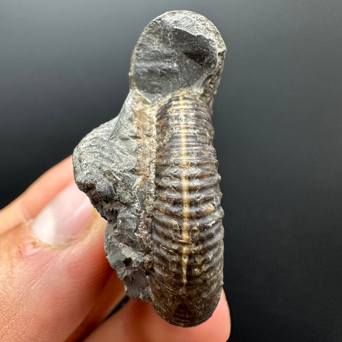 Dactylioceras Ammonite Fossil With box and Stand - Whitby, North Yorkshire Jurassic Coast Yorkshire Fossils