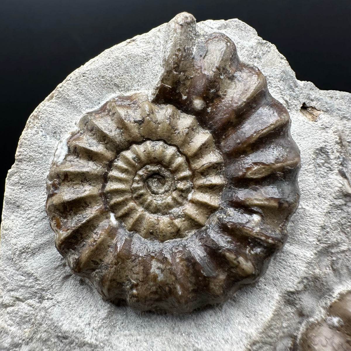 Androgynoceras maculatum ammonite fossil with stand - Whitby, North Yorkshire Jurassic Coast Yorkshire Fossils