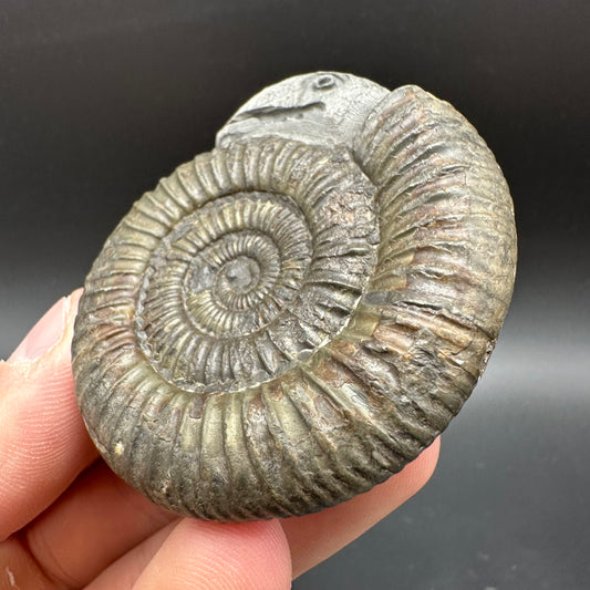 Snakestone Ammonite Fossil With Bag/Box And Stand - Whitby, North Yorkshire Jurassic Coast Yorkshire Fossils