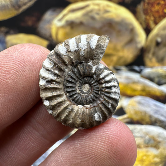 Oistoceras figulinum ammonite fossil - Whitby, North Yorkshire
