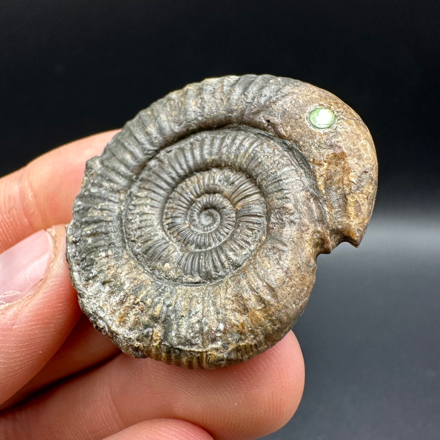 Snakestone Ammonite Fossil With Bag/Box And Stand - Whitby, North Yorkshire Jurassic Coast Yorkshire Fossils