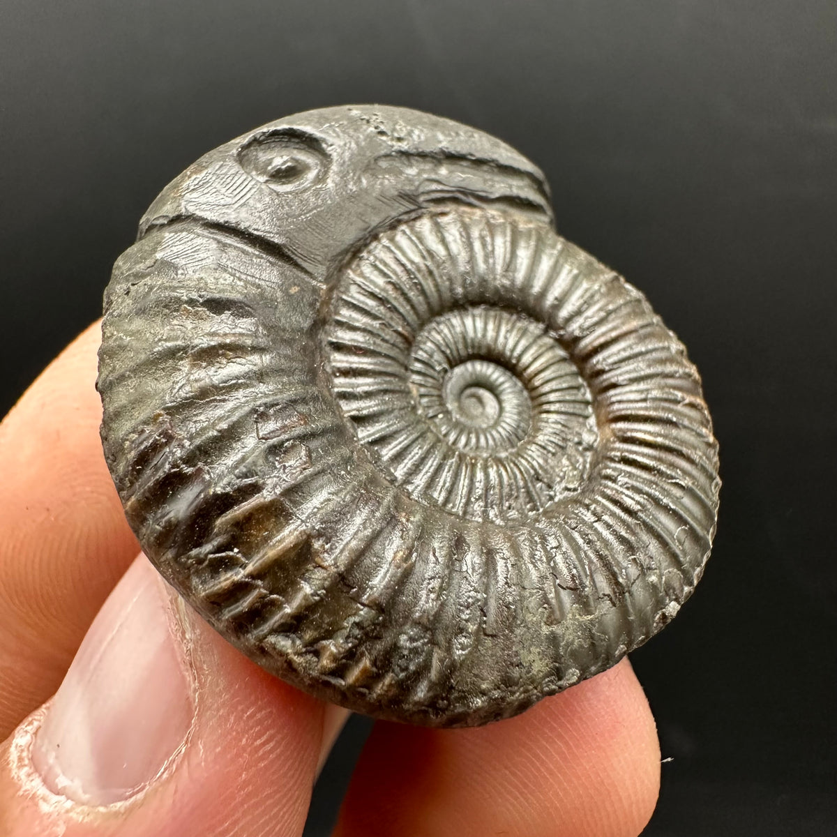 Snakestone Ammonite Fossil With Bag/Box And Stand - Whitby, North Yorkshire Jurassic Coast Yorkshire Fossils