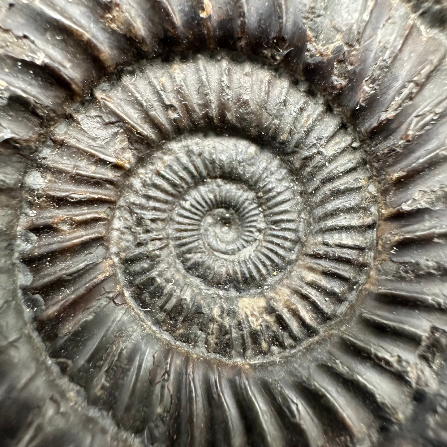 Dactylioceras Ammonite Fossil With Box And Stand - Whitby, North Yorkshire Jurassic Coast Yorkshire Fossils