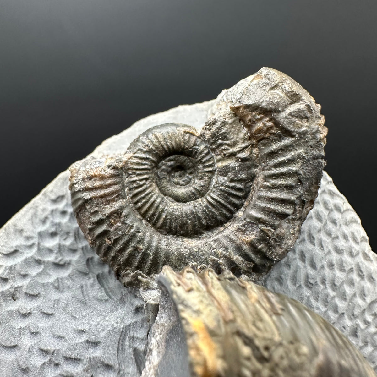 Dactylioceras Ammonite Fossil With Stand - Whitby, North Yorkshire Jurassic Coast Yorkshire Fossils