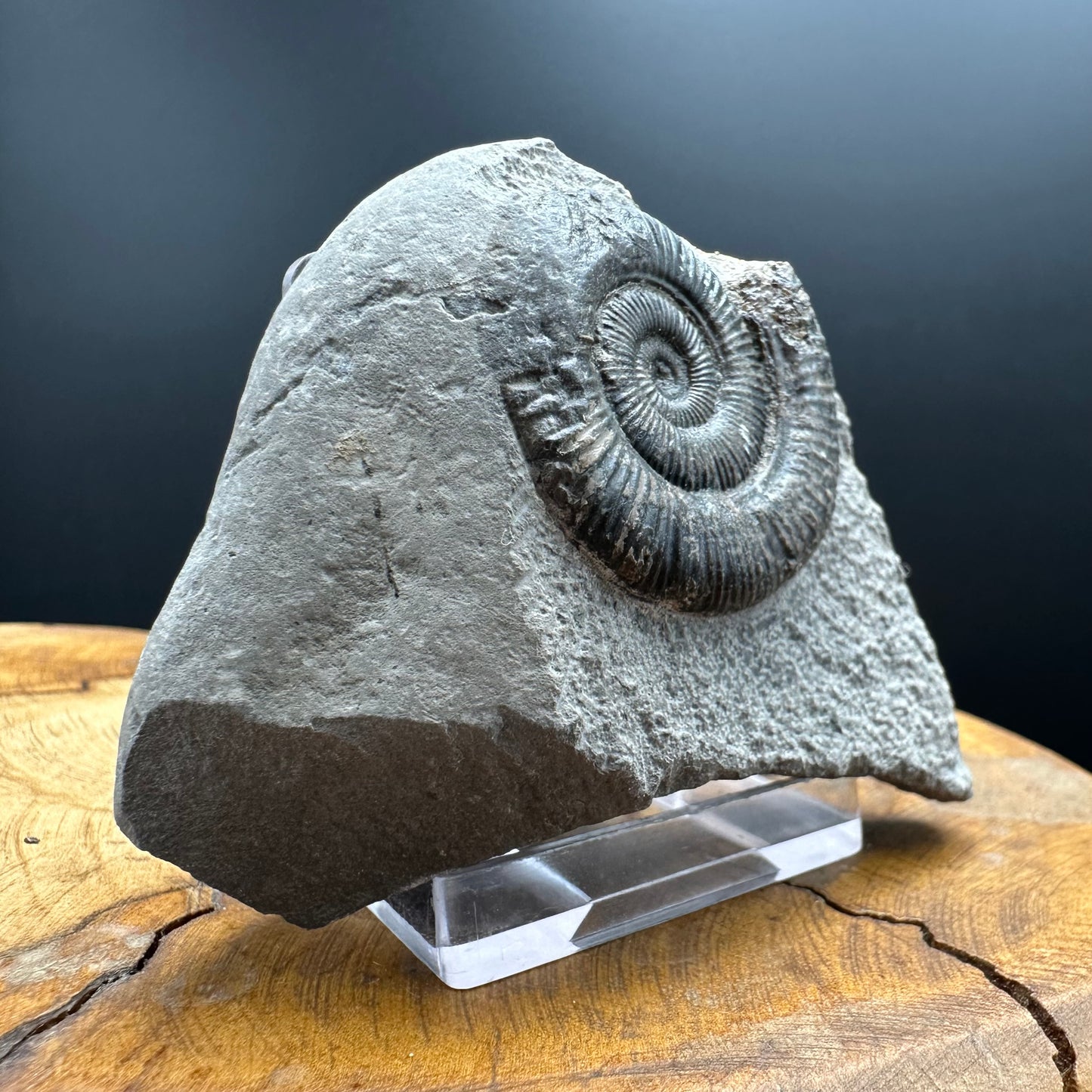Dactylioceras Ammonite Fossil With box and Stand - Whitby, North Yorkshire Jurassic Coast Yorkshire Fossils