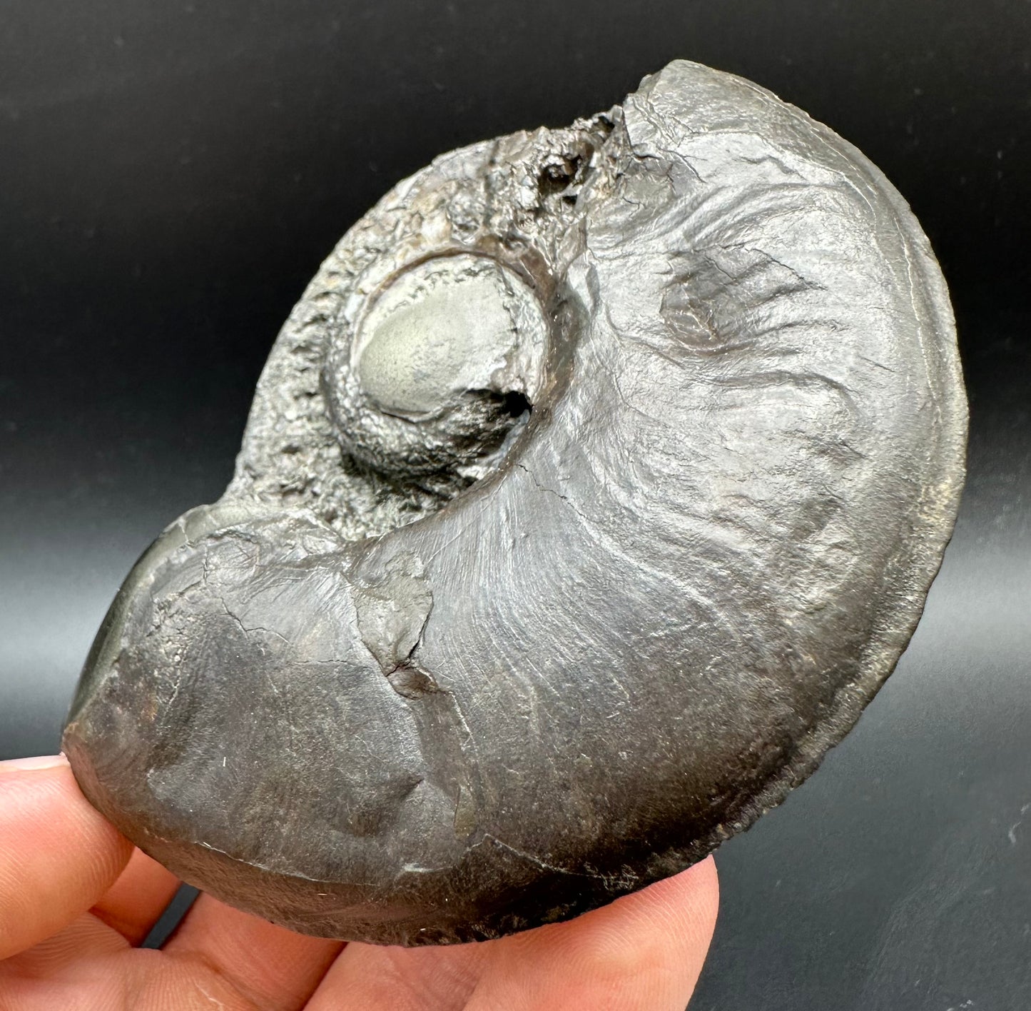 Golden Egg (GENUINE) Ammonite Fossil With Stand - Whitby, North Yorkshire Jurassic Coast Yorkshire Fossils