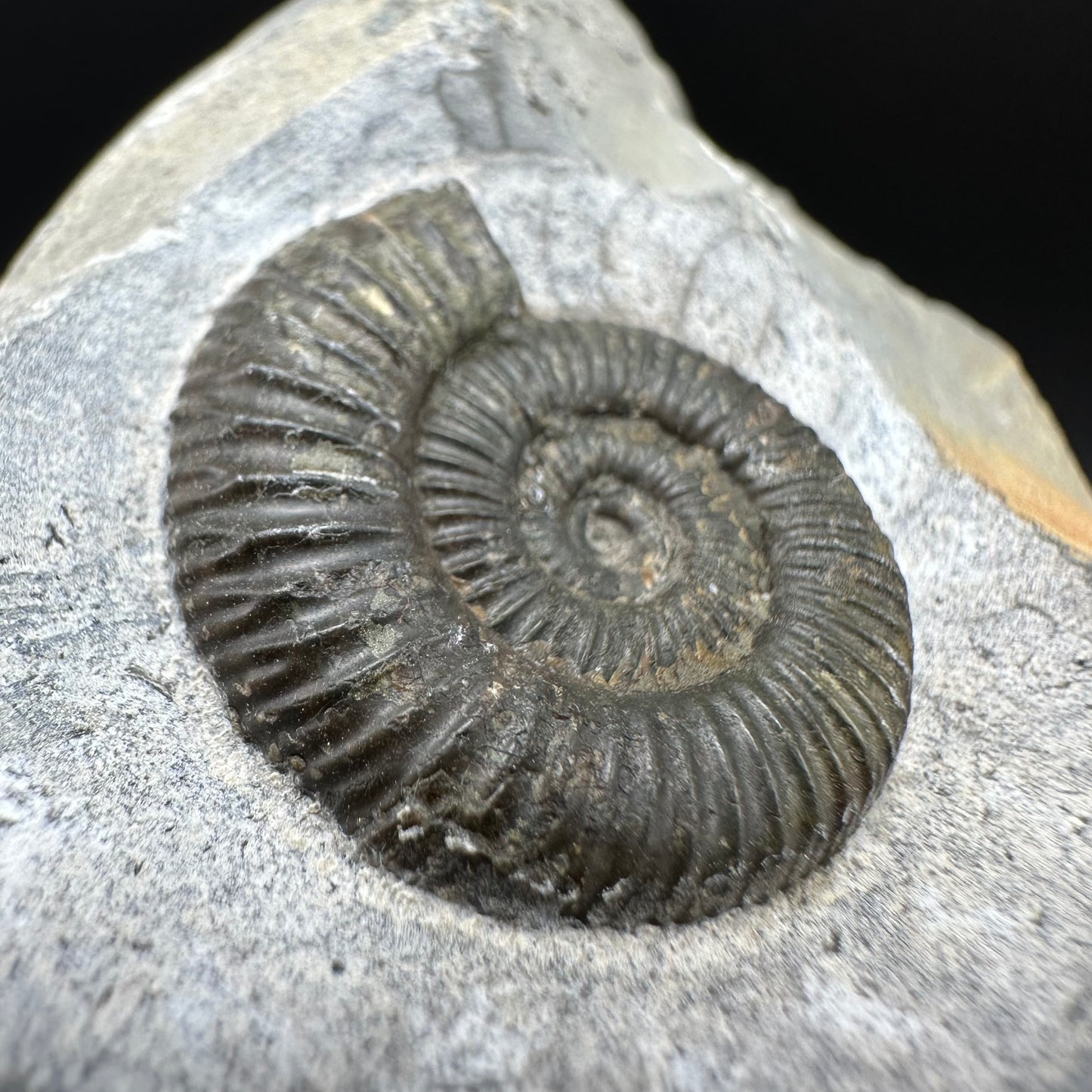 Dactylioceras Ammonite Fossil With Box And Stand - Whitby, North Yorkshire Jurassic Coast Yorkshire Fossils