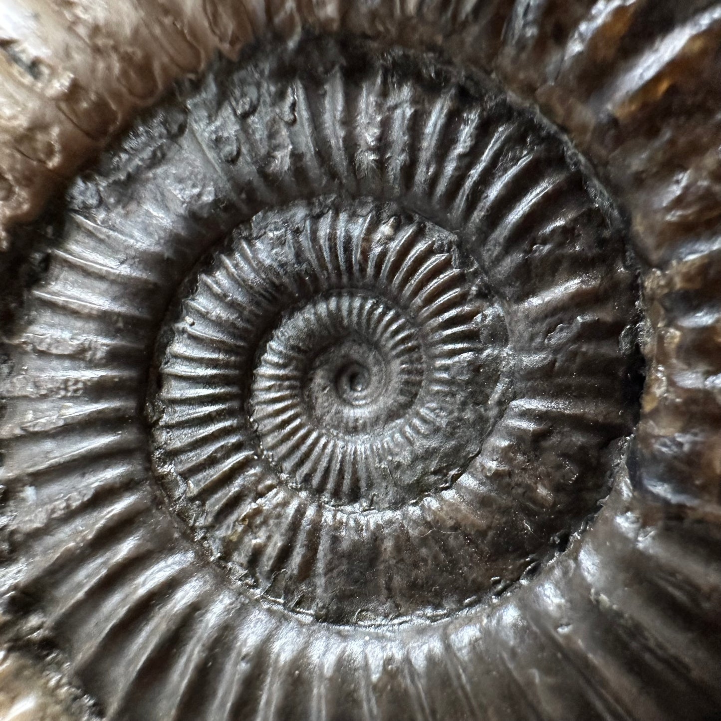 Dactylioceras Ammonite Fossil With box and Stand - Whitby, North Yorkshire Jurassic Coast Yorkshire Fossils