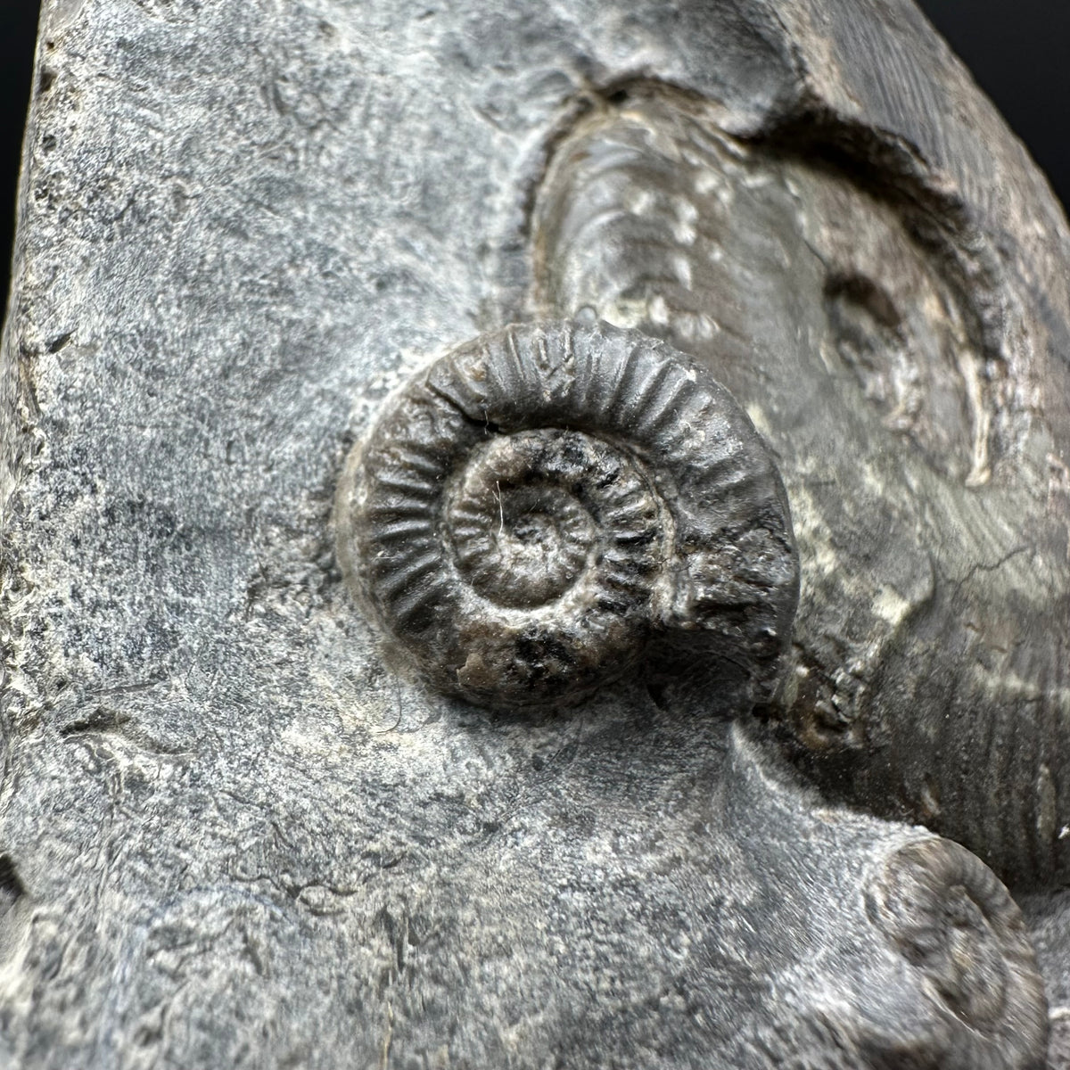 Harpoceras Sp. Ammonite fossil with stand - Whitby, North Yorkshire Jurassic Coast Yorkshire Fossils
