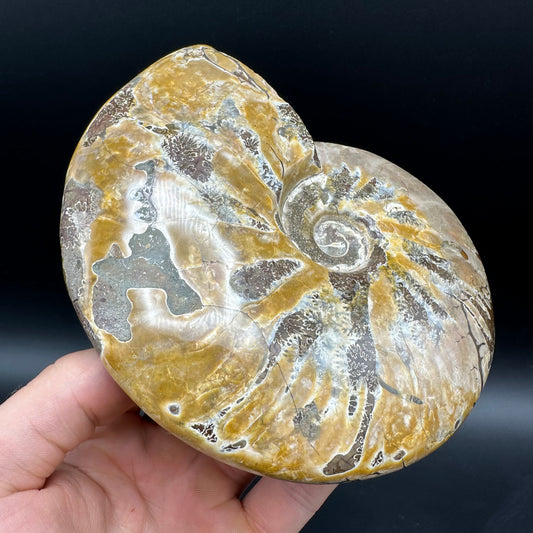 Cleoniceras Ammonite Fossil With Stand - Cretaceous Ammonite Madagascar
