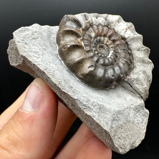 Androgynoceras maculatum ammonite fossil with box and stand - Whitby, North Yorkshire Jurassic Coast Yorkshire Fossils
