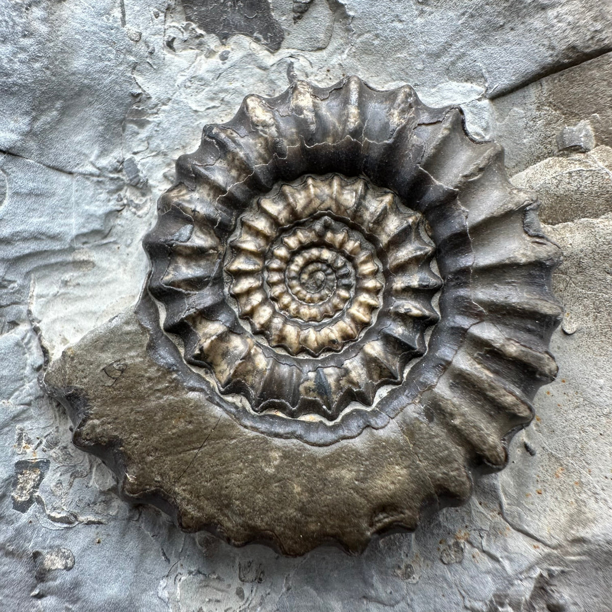 Gagaticeras Ammonite fossil with box and stand - Whitby, North Yorkshire Jurassic Coast Yorkshire Fossils