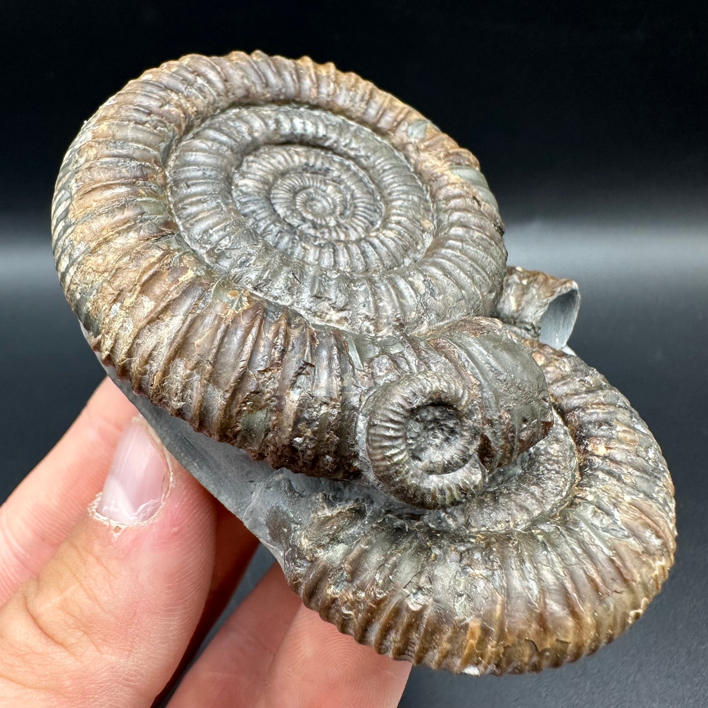 Dactylioceras Multi ammonite fossil with box and stand - Whitby, North Yorkshire Jurassic Coast, Yorkshire Fossils