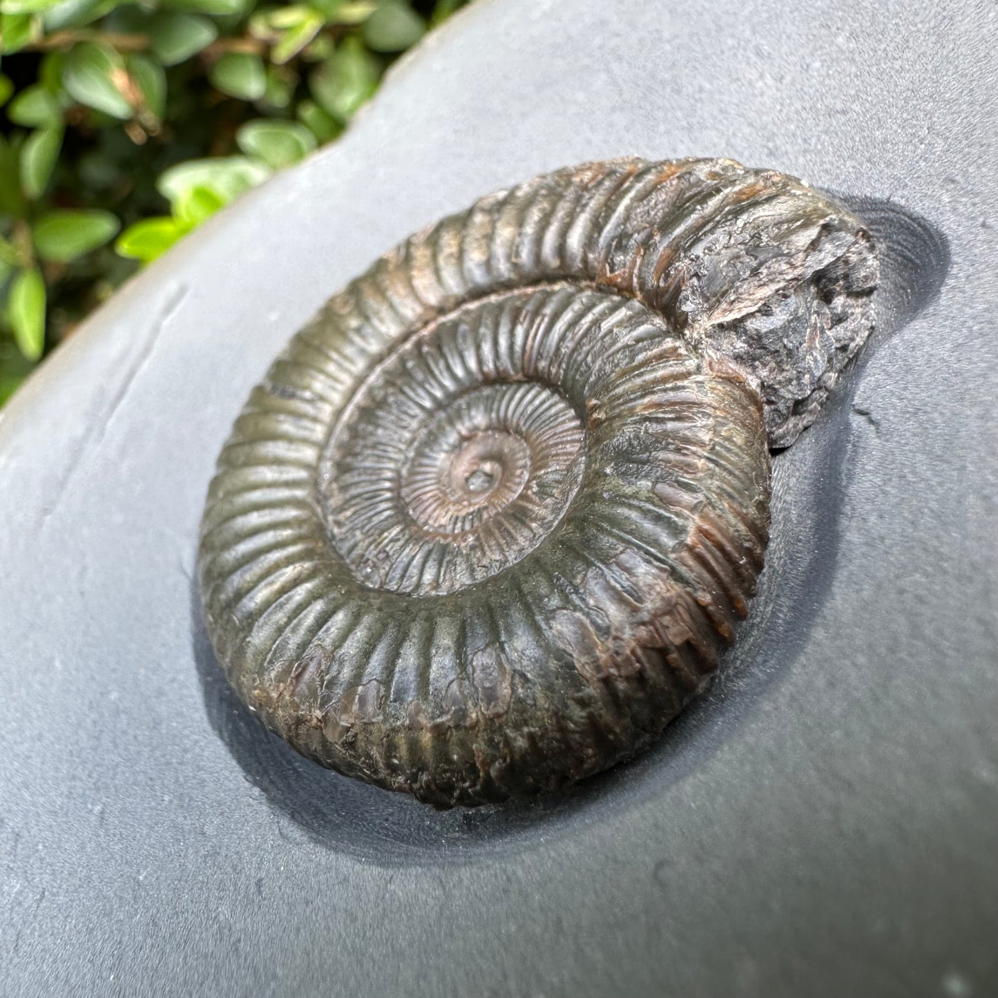Golden Egg (IMPLANT) Ammonite fossil with stand - Whitby, North Yorkshire Jurassic Coast