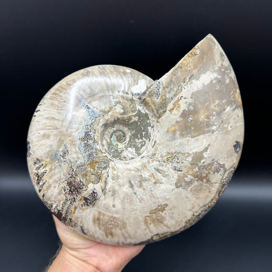 Cleoniceras Ammonite Fossil With Stand - Cretaceous Ammonite Madagascar