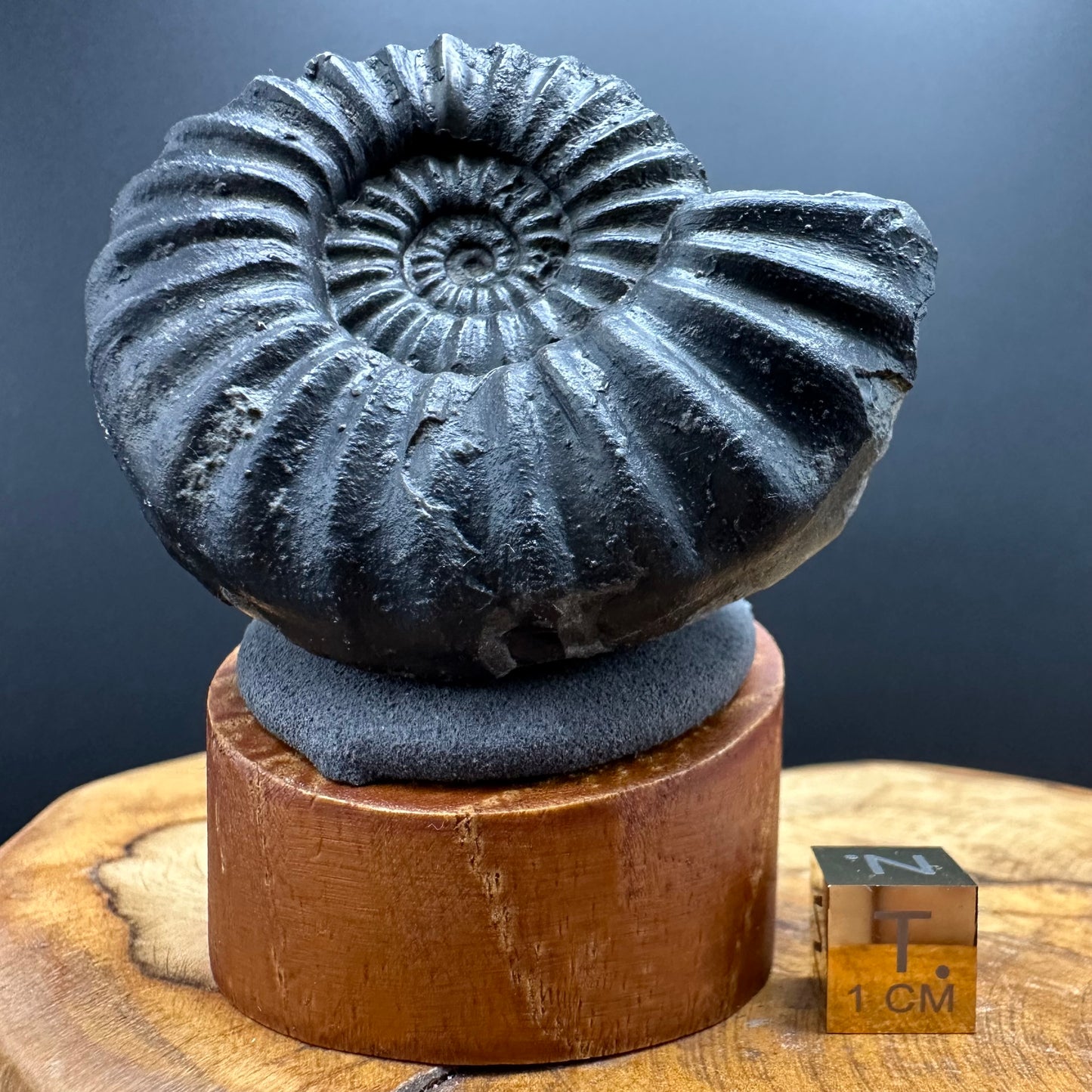 Asteroceras Ammonite fossil with box and stand - Whitby, North Yorkshire Jurassic Coast Yorkshire Fossils