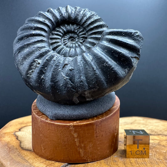 Asteroceras Ammonite fossil with box and stand - Whitby, North Yorkshire Jurassic Coast Yorkshire Fossils