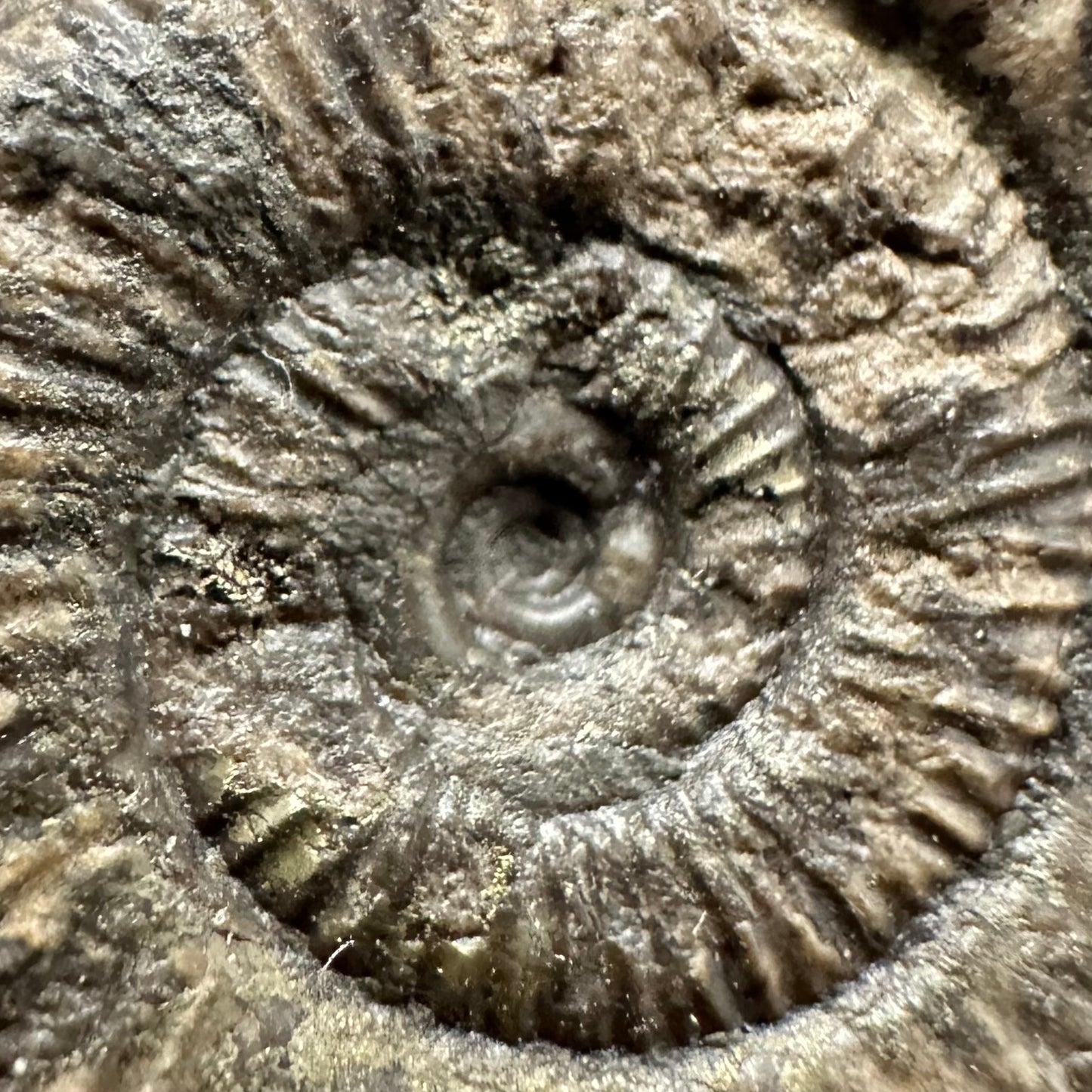 Dactylioceras Ammonite Fossil Gift Set - Whitby, North Yorkshire Jurassic Coast Yorkshire Fossils