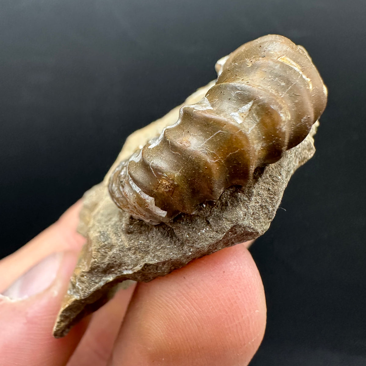 Androgynoceras capricornus Ammonite Fossil With Stand - Whitby, North Yorkshire Jurassic Coast Yorkshire Fossils