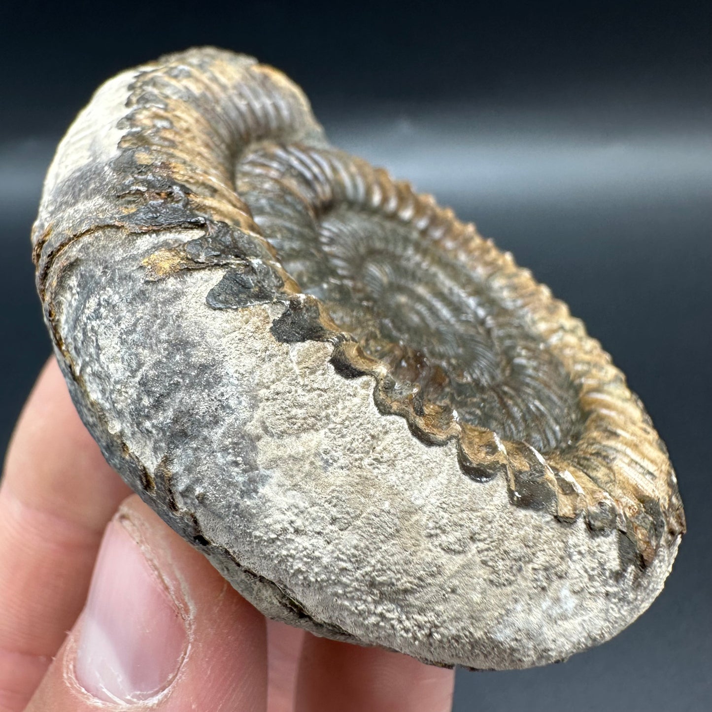 Dactylioceras Ammonite Fossil With Box And Stand - Whitby, North Yorkshire Jurassic Coast Yorkshire Fossils