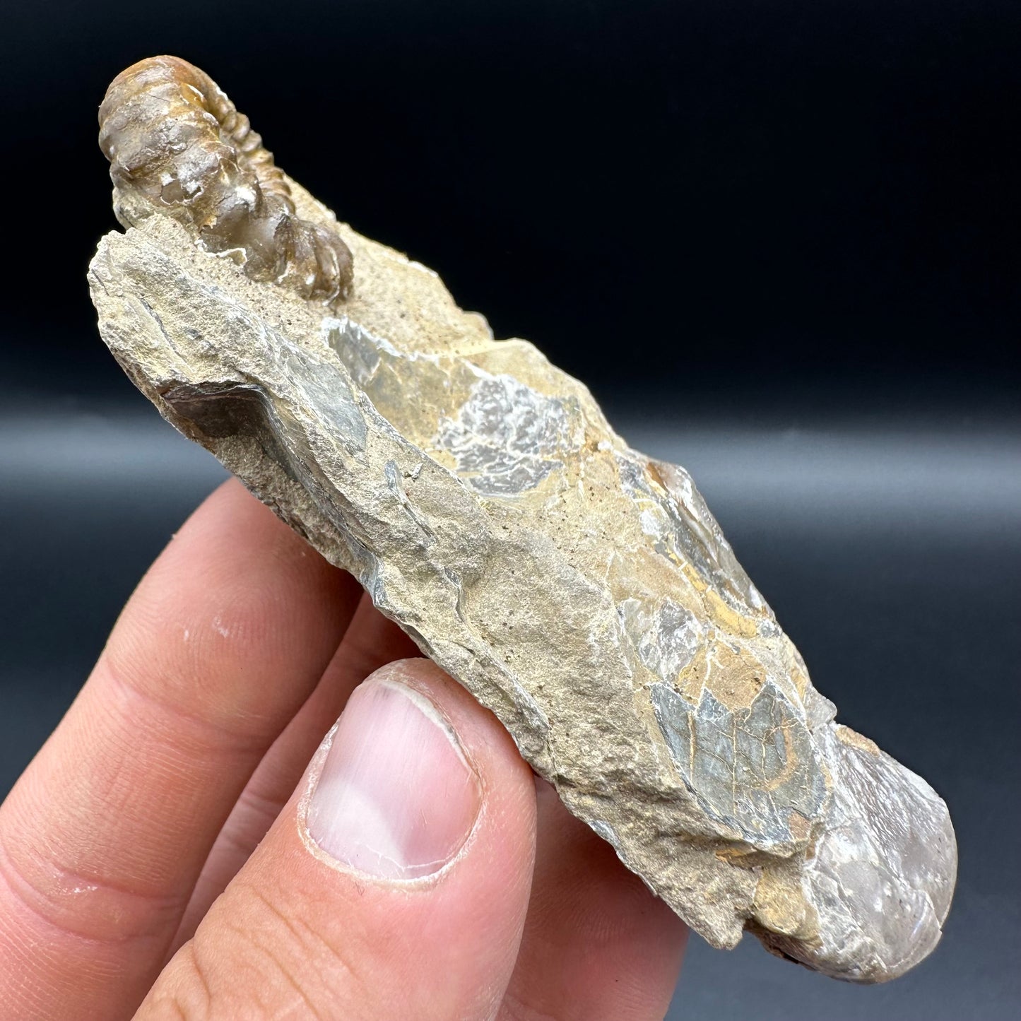 Androgynoceras Capricornus ammonite fossil with box and stand - Whitby, North Yorkshire Jurassic Coast Yorkshire Fossils