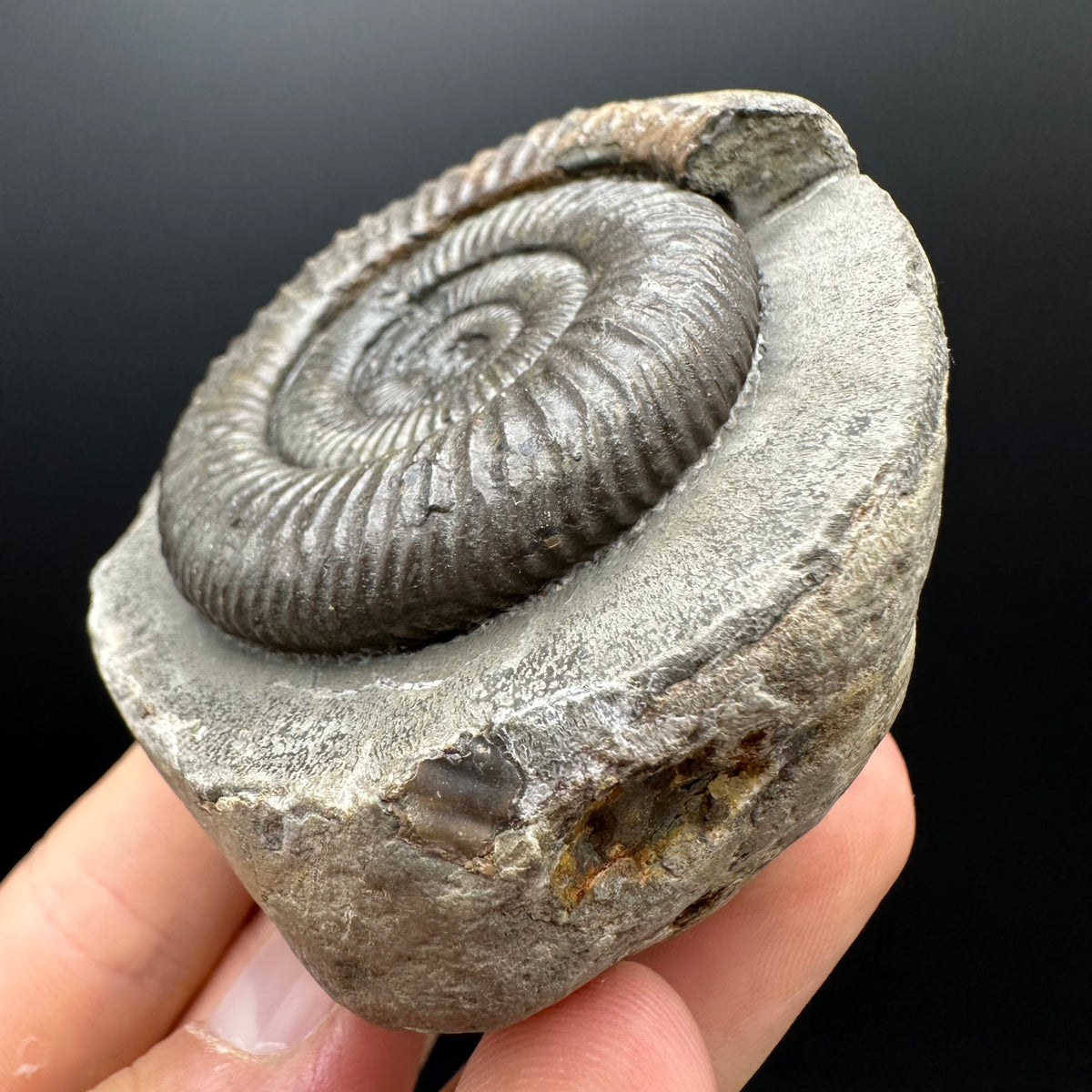 Dactylioceras Ammonite Fossil With box and Stand - Whitby, North Yorkshire Jurassic Coast Yorkshire Fossils