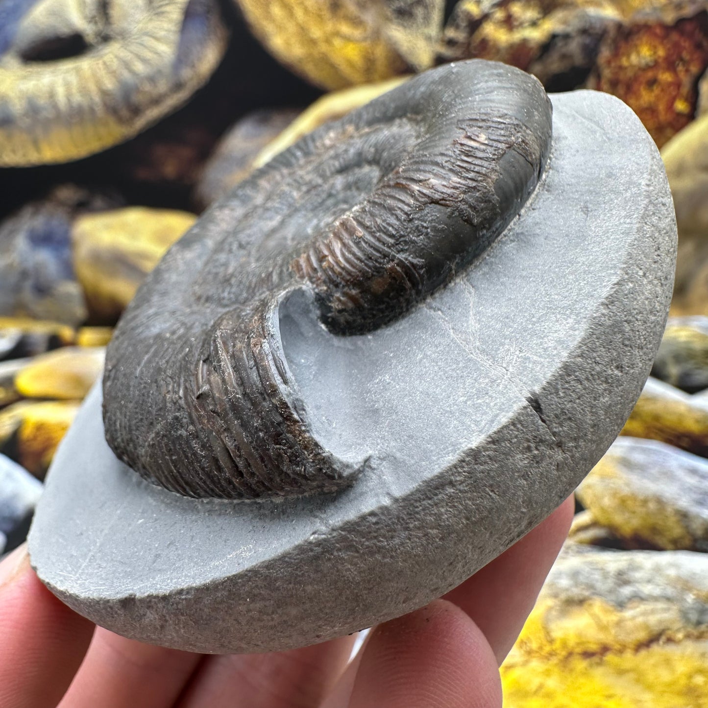 Dactylioceras tenuicostatum ammonite fossil - Whitby, North Yorkshire Jurassic Coast