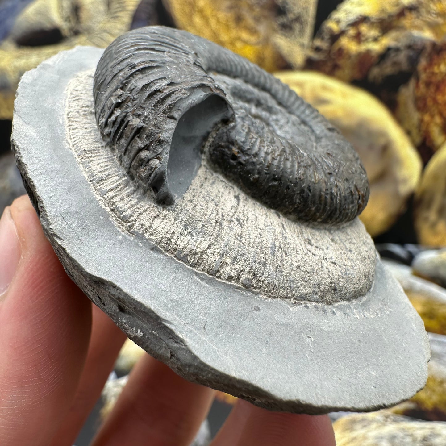 Dactylioceras semicelatum ammonite fossil - Whitby, North Yorkshire