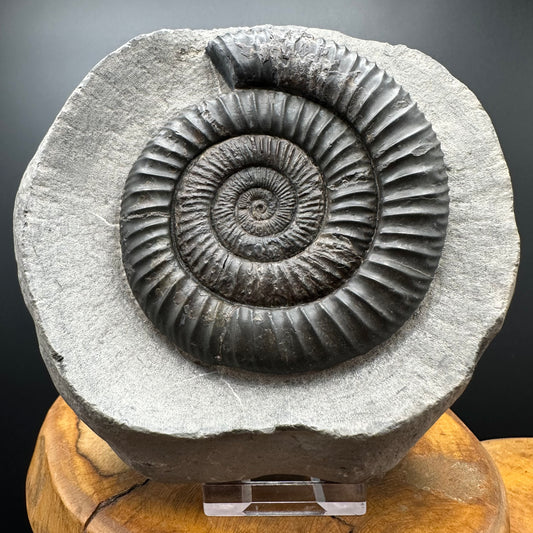 Dactylioceras Ammonite Fossil With Stand - Whitby, North Yorkshire Jurassic Coast Yorkshire Fossils