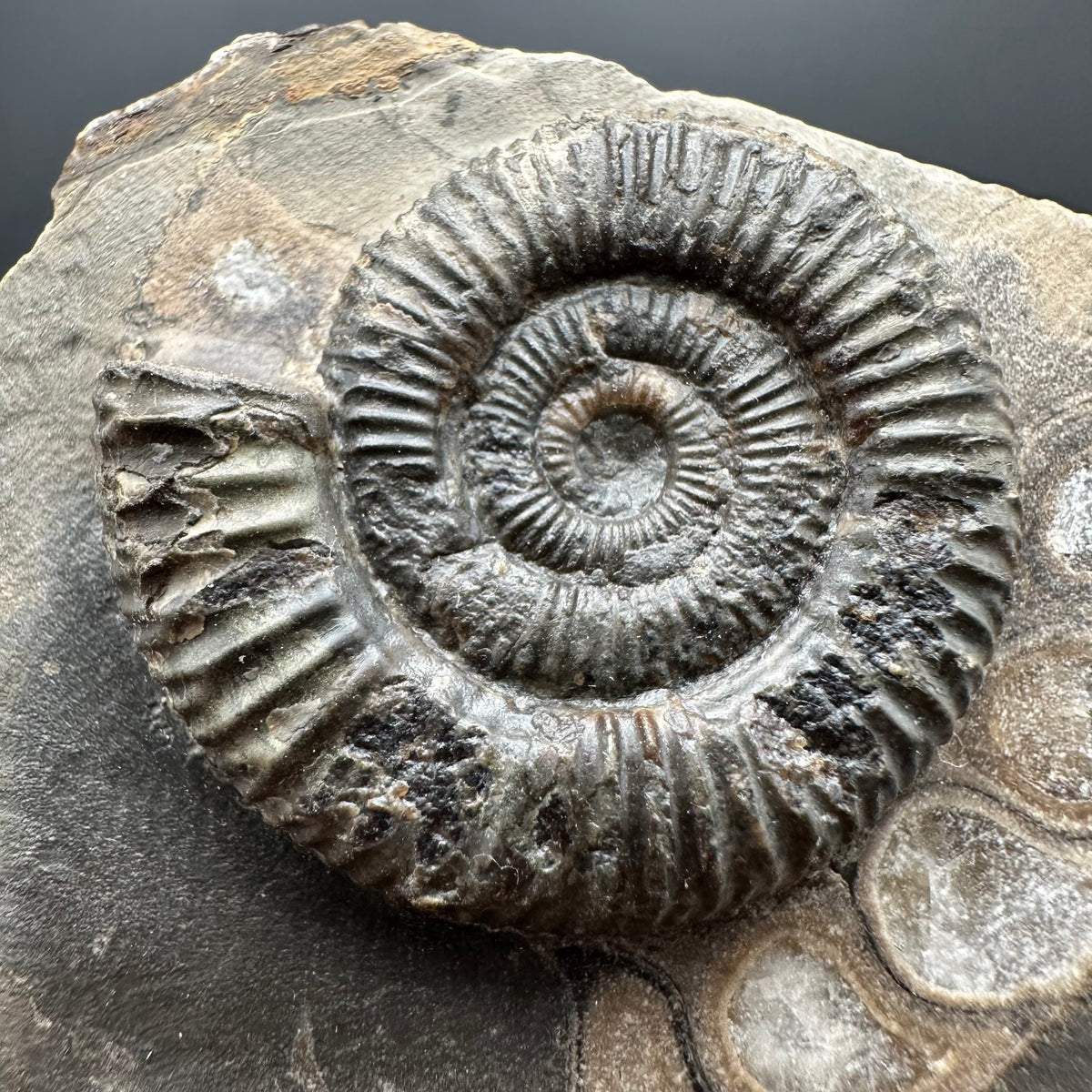 Dactylioceras Ammonite Fossil With box and Stand - Whitby, North Yorkshire Jurassic Coast Yorkshire Fossils