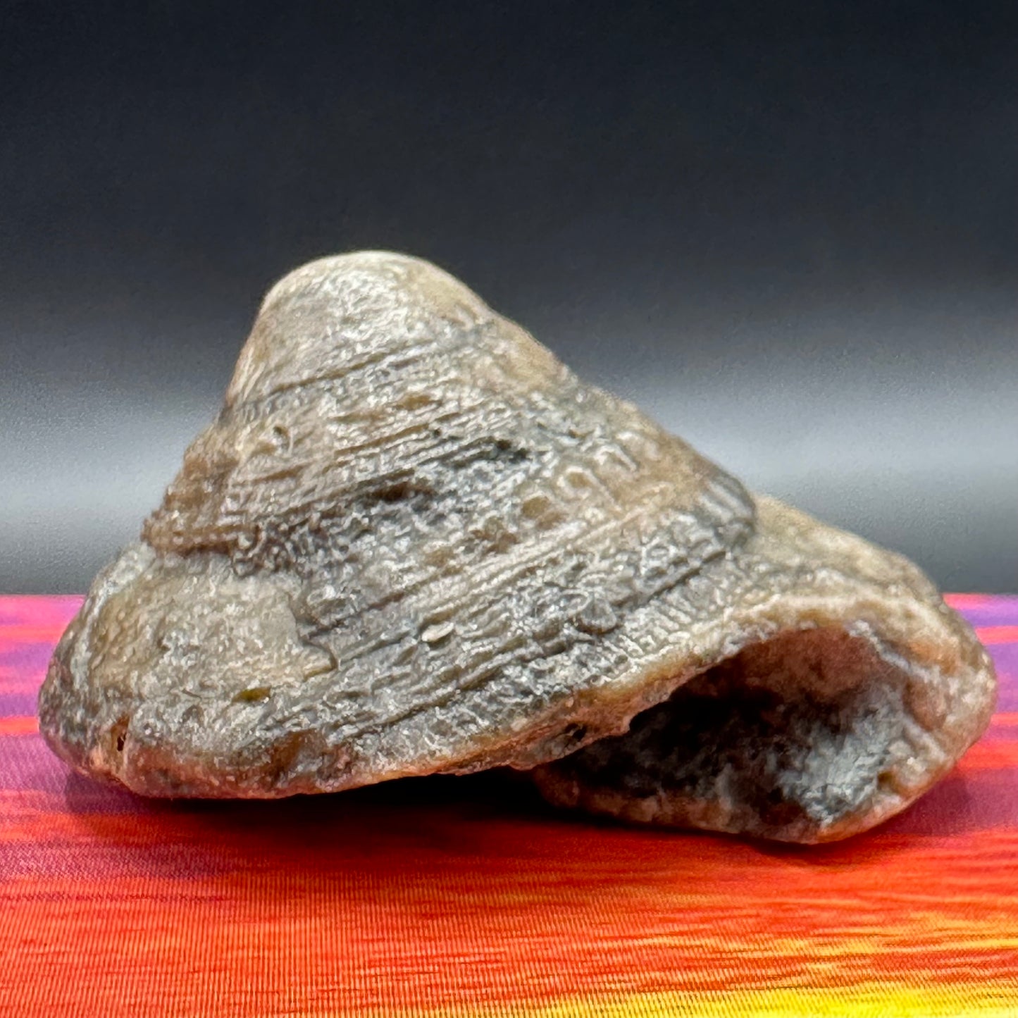 Gastropod Fossil Shell - Whitby, North Yorkshire, Jurassic Coast, Yorkshire Fossils