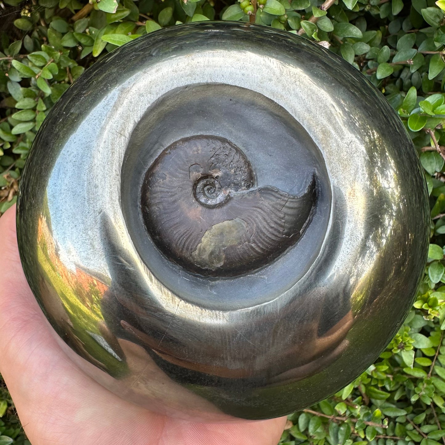 Golden Egg (GENUINE) Ammonite Fossil With Stand - Whitby, North Yorkshire Jurassic Coast Yorkshire Fossils