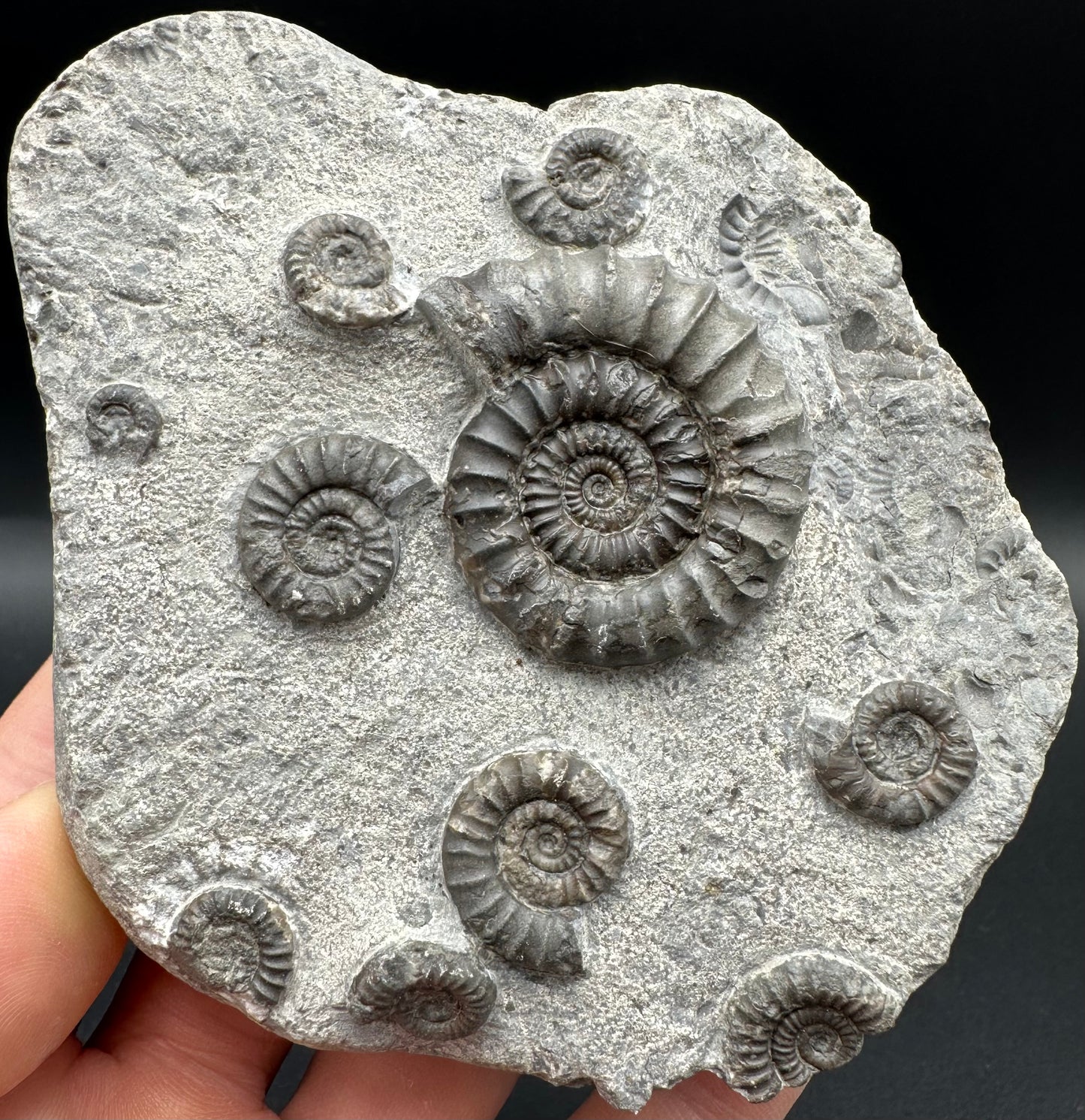 Arnioceras ammonite shell fossil with box and stand - Whitby, North Yorkshire Jurassic Coast Yorkshire Fossils