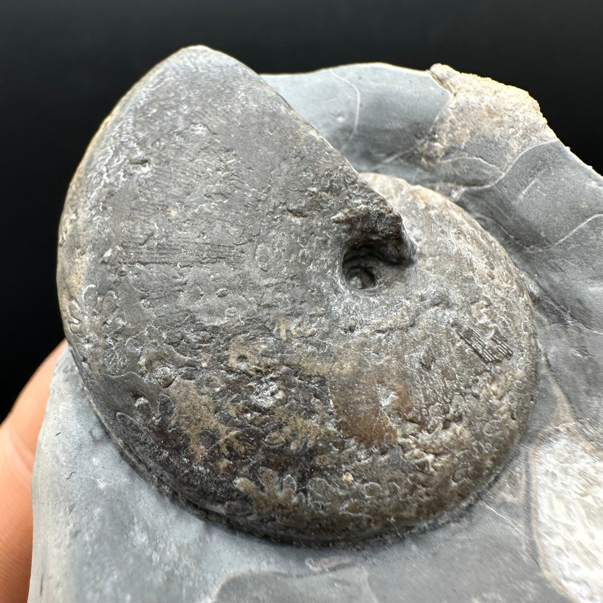 Phylloceras ammonite fossil with box and stand - Whitby, North Yorkshire Jurassic Coast, Yorkshire fossils