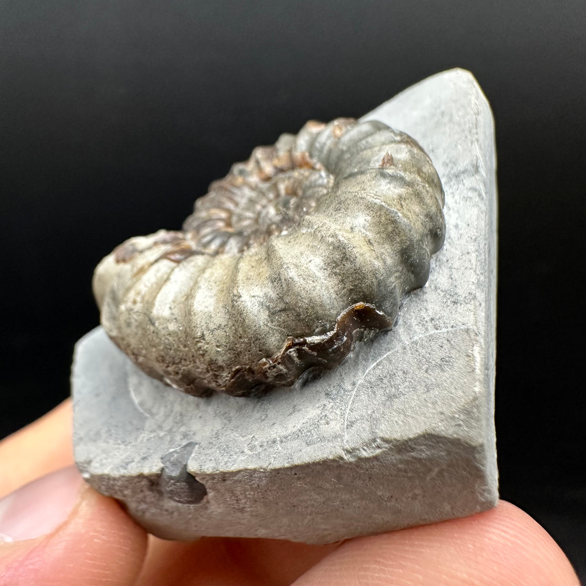 Androgynoceras maculatum ammonite fossil with box and stand - Whitby, North Yorkshire Jurassic Coast Yorkshire Fossils