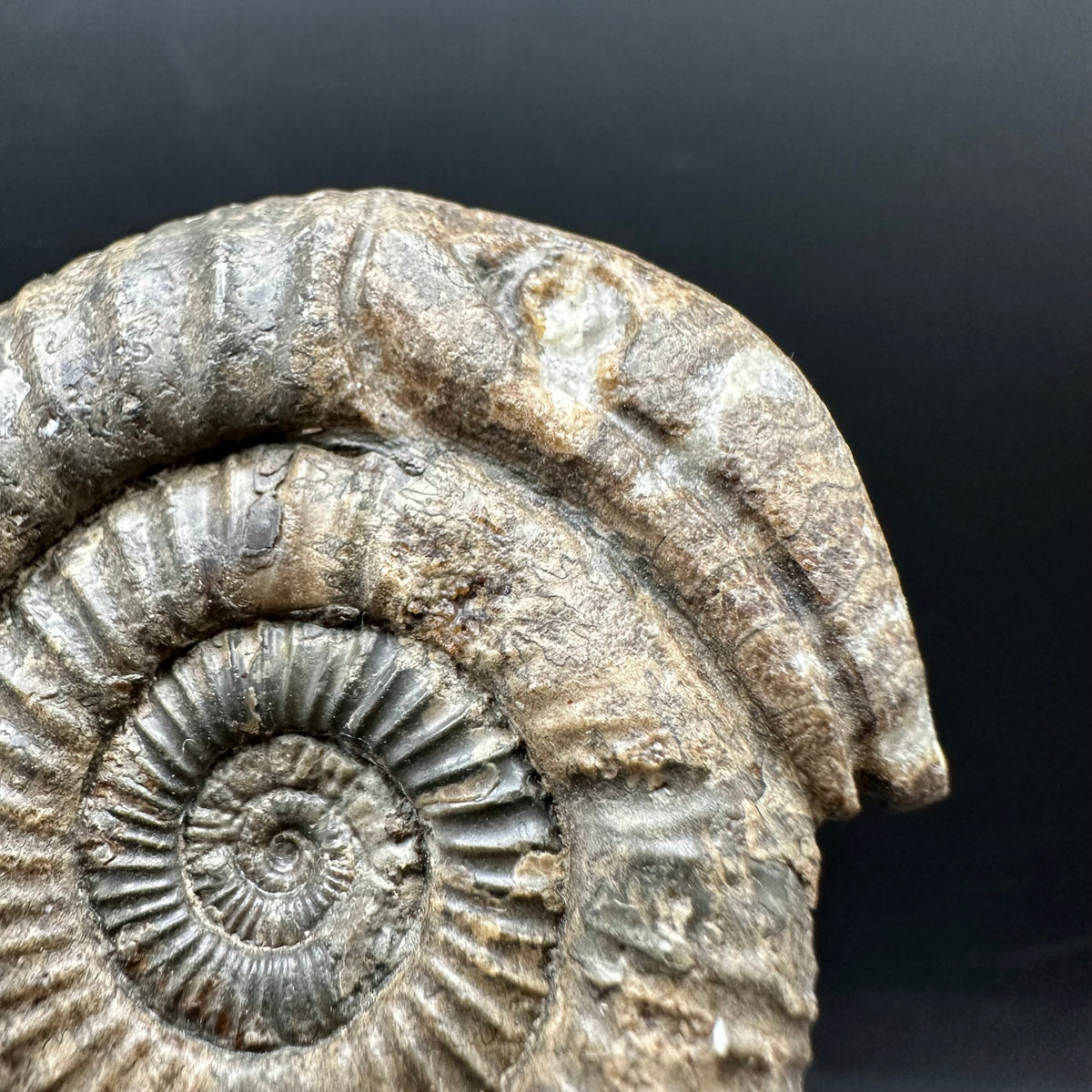 Snakestone Ammonite Fossil With Bag/Box And Stand - Whitby, North Yorkshire Jurassic Coast Yorkshire Fossils