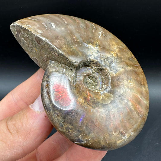 Cleoniceras Ammonite Fossil With Box And Stand - Cretaceous Ammonite Madagascar