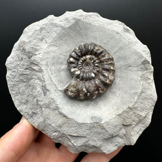 Androgynoceras maculatum ammonite fossil with stand - Whitby, North Yorkshire Jurassic Coast Yorkshire Fossils
