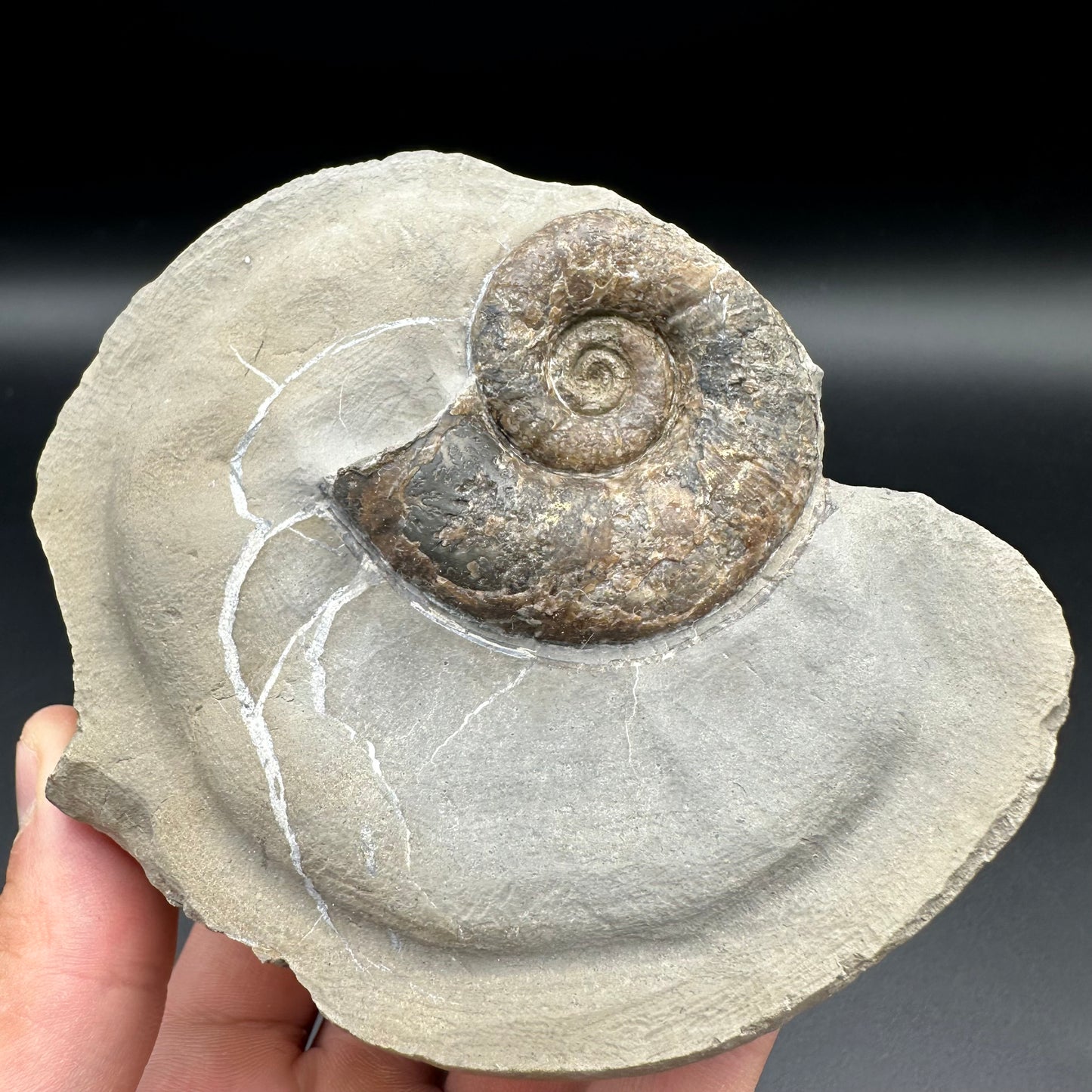 Lytoceras ammonite fossil with box and stand - Whitby, North Yorkshire Jurassic Coast Yorkshire Fossils