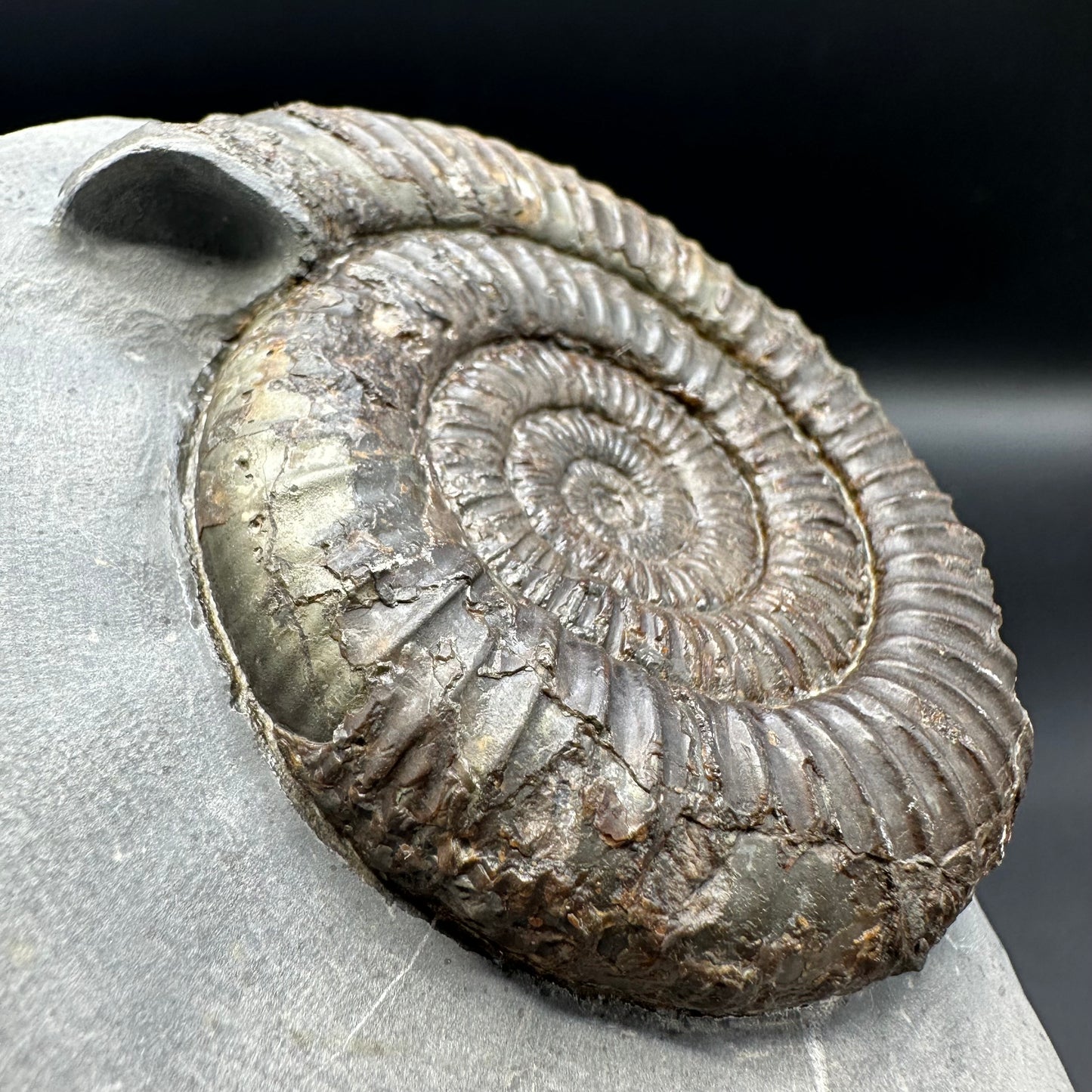 Dactylioceras Ammonite Fossil With Box And Stand - Whitby, North Yorkshire Jurassic Coast Yorkshire Fossils