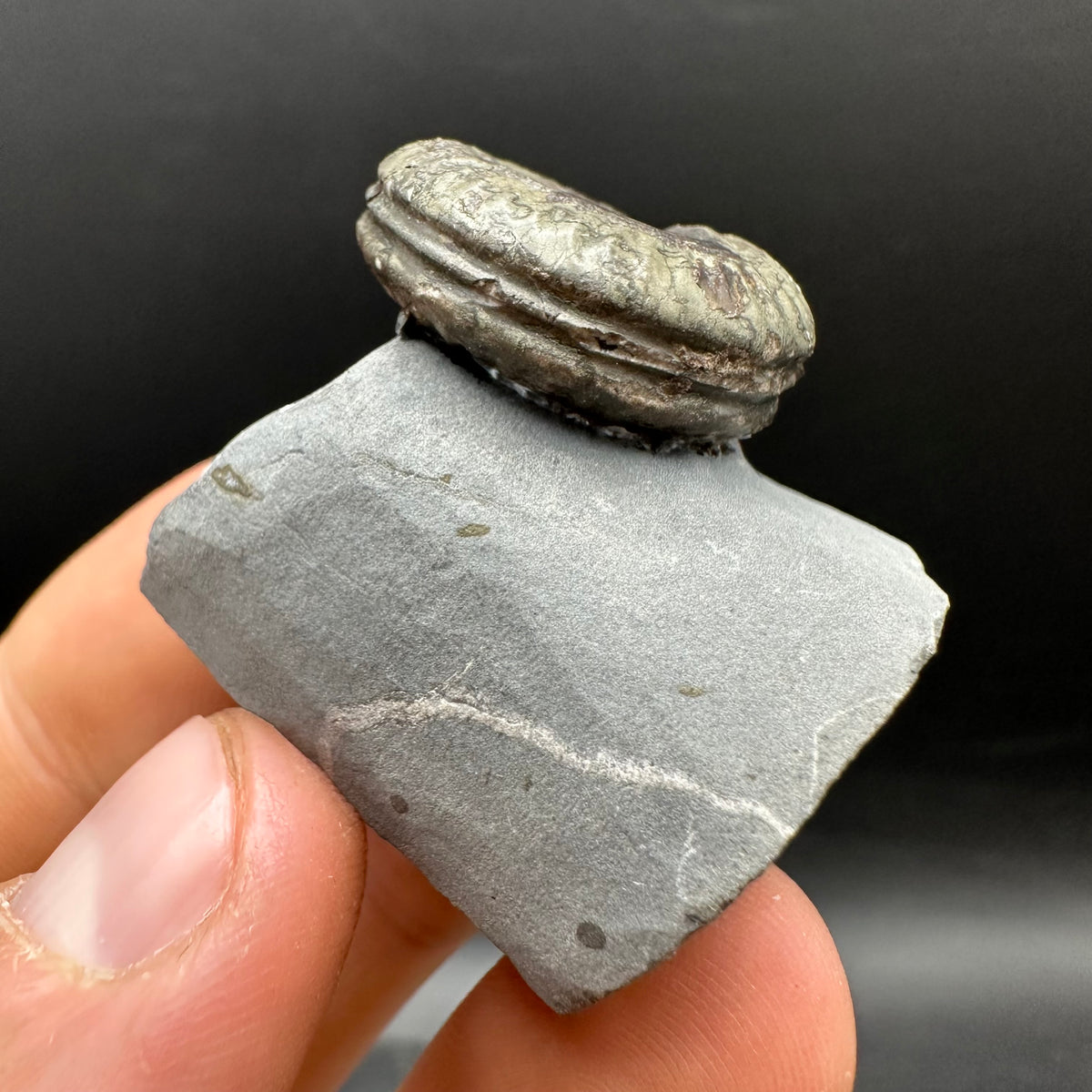 Hildoceras Bifrons Ammonite fossil with stand - Whitby, North Yorkshire Jurassic Coast, Yorkshire Fossils from the Jurassic Coast