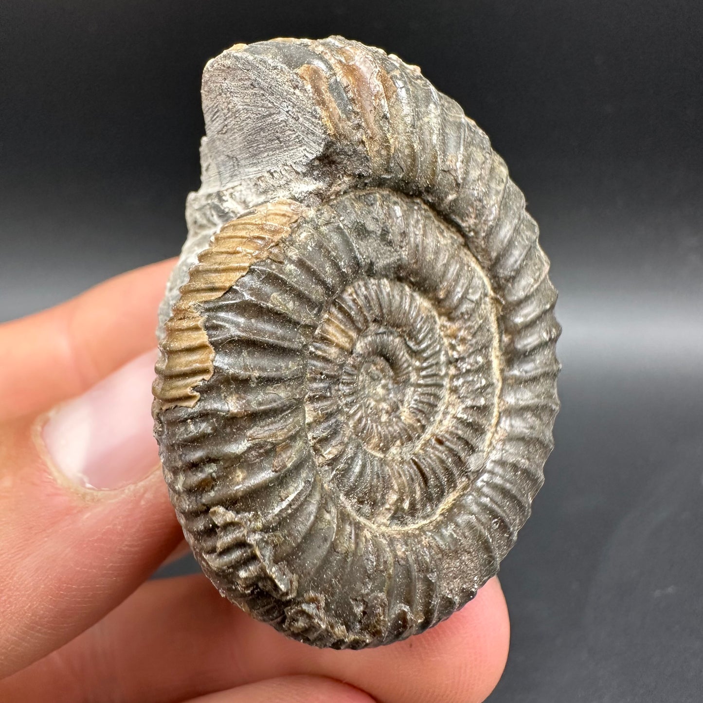 Dactylioceras Ammonite Fossil With Box And Stand - Whitby, North Yorkshire Jurassic Coast Yorkshire Fossils