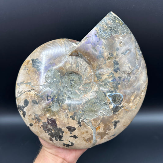 Cleoniceras Ammonite Fossil With Stand - Cretaceous Ammonite Madagascar