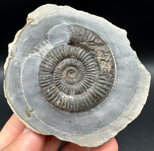 Dactylioceras Ammonite Fossil With Box And Stand - Whitby, North Yorkshire Jurassic Coast Yorkshire Fossils