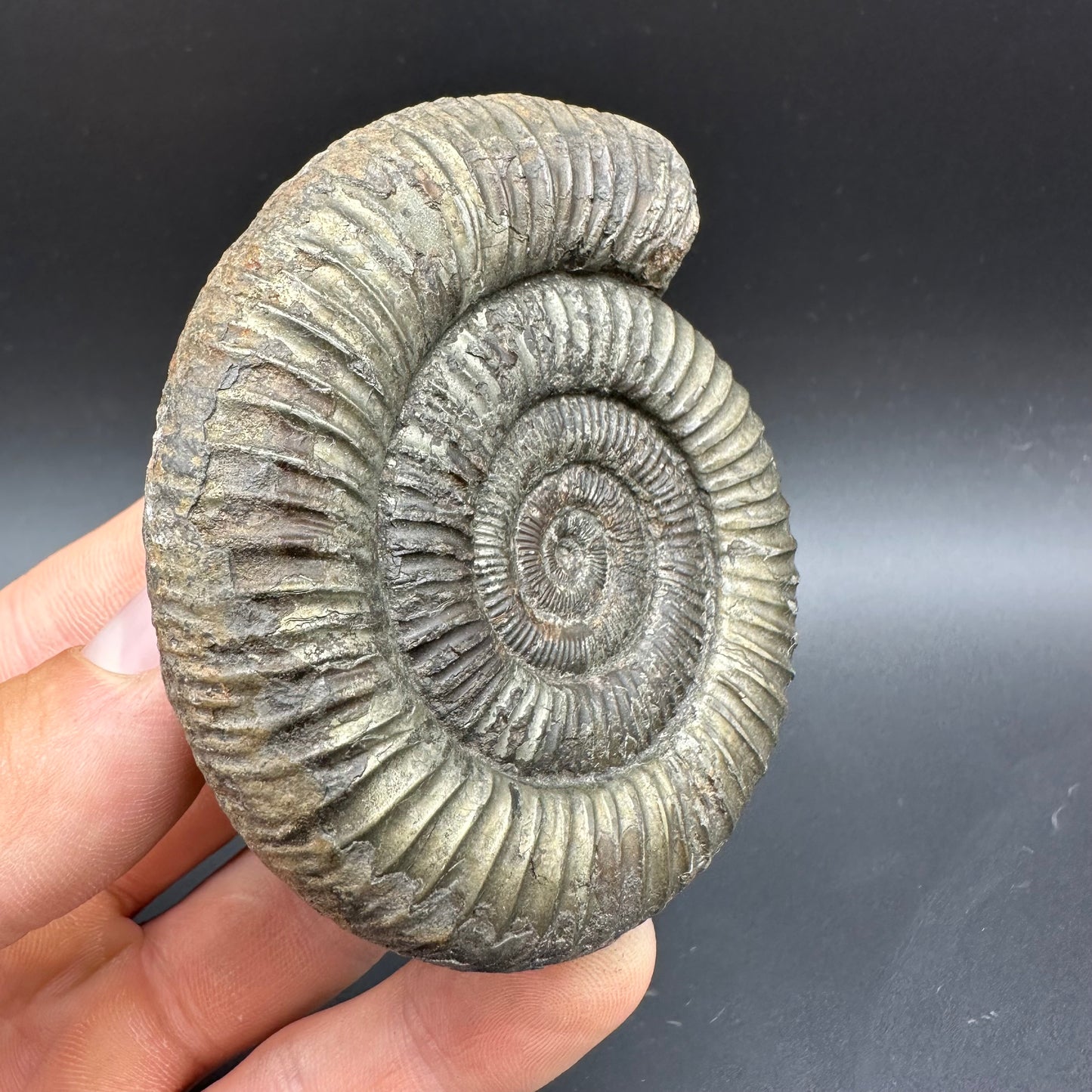 Golden Dactylioceras Ammonite Fossil With box and Stand - Whitby, North Yorkshire Jurassic Coast Yorkshire Fossils